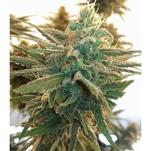 Lemon Kush Cannabis Seeds Feminized