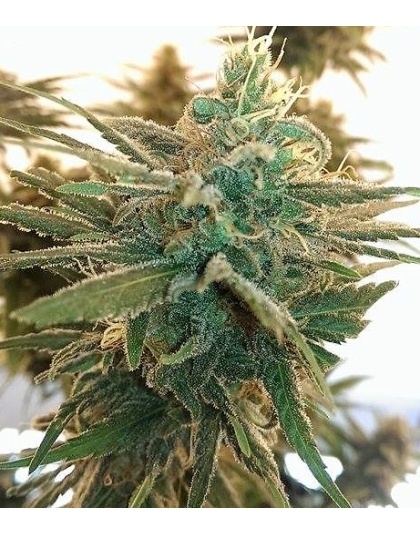 Lemon Kush Cannabis Seeds Feminized