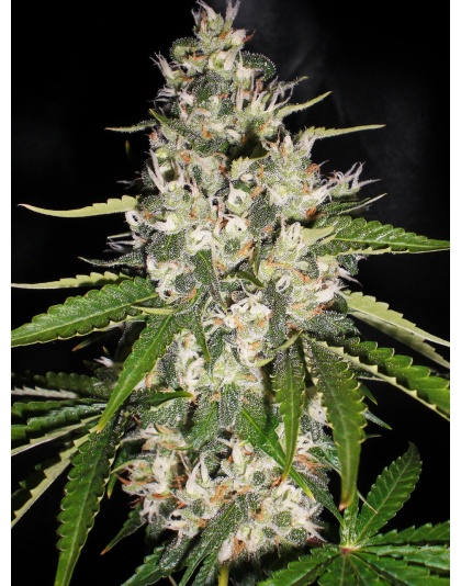 Jack Herer Cannabis