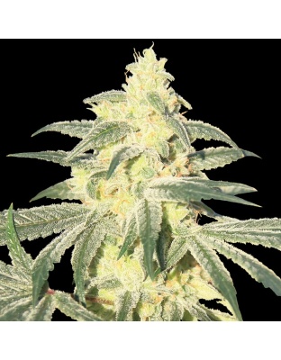 Gorilla Glue Cannabis Seeds Feminized