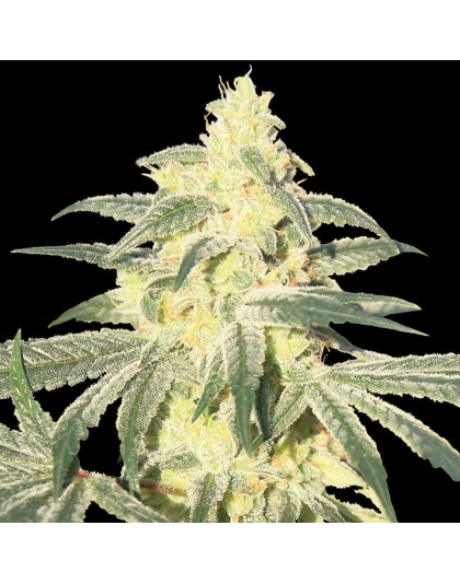 Gorilla Glue Cannabis Seeds Feminized