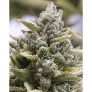 White Cannabis