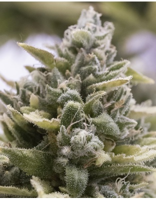 White Cannabis