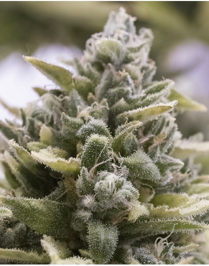 White Cannabis
