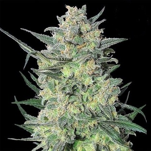 LSD Cannabis Seeds