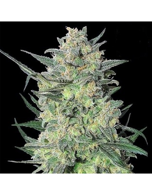 LSD Cannabis Seeds