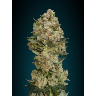 Critical Cannabis Seeds Fast Version