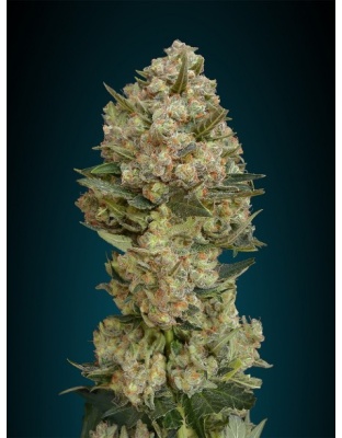 Critical Cannabis Seeds Fast Version