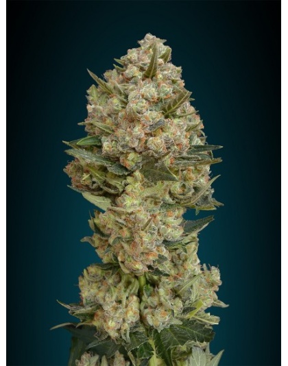Critical Cannabis Seeds Fast Version