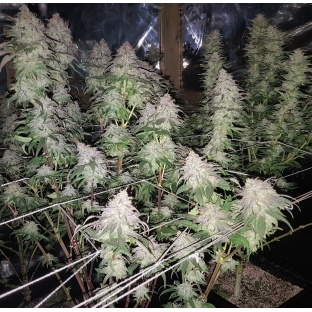 Fruity Pebble OG Cannabis 