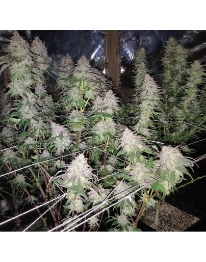 Fruity Pebble OG Cannabis 