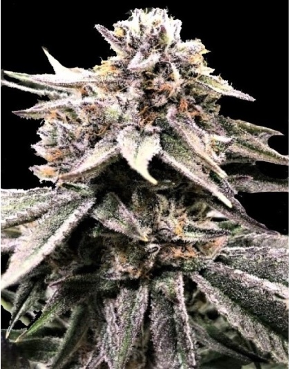 Fruity OG Kush Cannabis