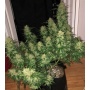 AUTO WEDDING CAKE Cannabis 