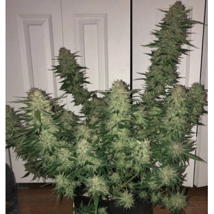 AUTO WEDDING CAKE Cannabis 