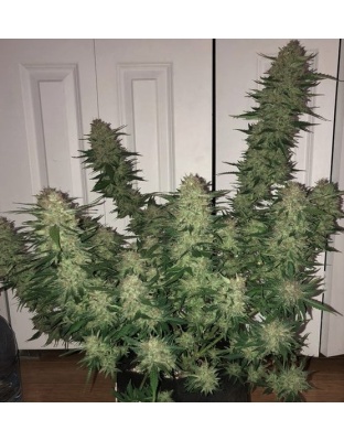 AUTO WEDDING CAKE Cannabis 