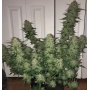 AUTO WEDDING CAKE Cannabis 