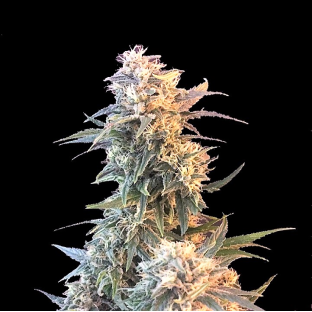 God Kush Cannabis seeds