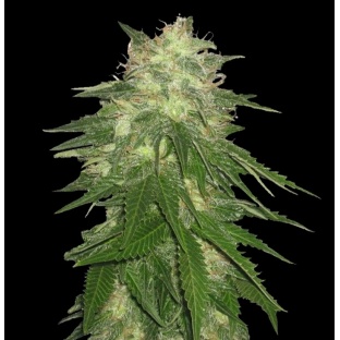 Hash bud Feminised Seeds