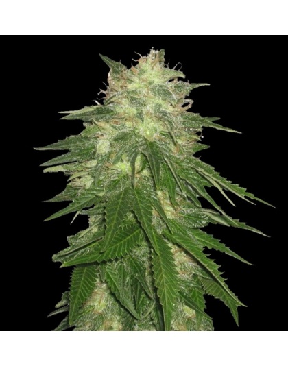 Hash bud Feminised Seeds