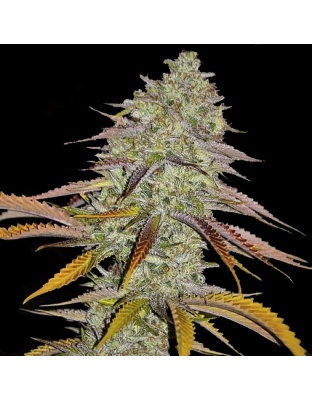 Lemon OG Kush Cannabis Seeds Feminized