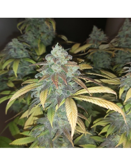 Secret Garden Seed Bank Quebec Blue Cannabis Seeds Feminized