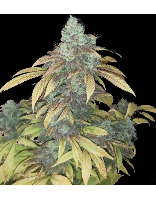 Quebec Blue Cannabis Seeds 