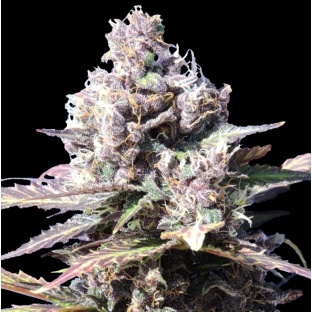 Gelato Cannabis Seeds Feminized