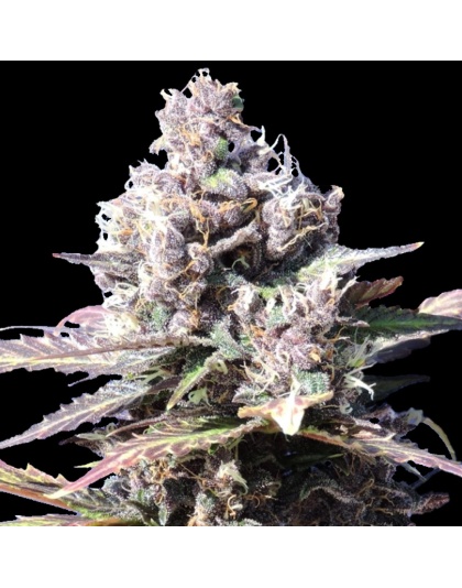 Gelato Cannabis Seeds Feminized