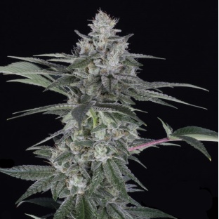 Blast Cannabis