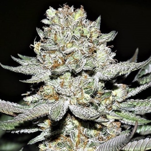 Hash Plant Cannabis