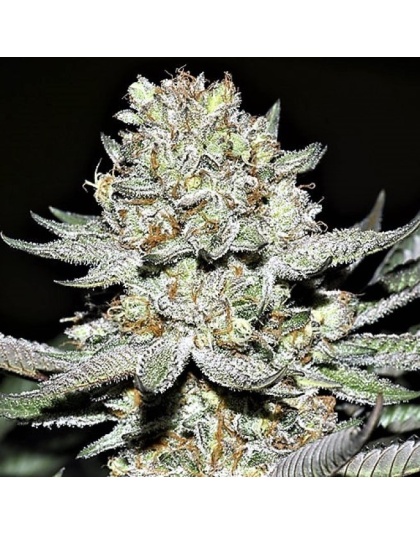 Hash Plant Cannabis