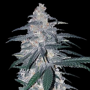 White Dream Cannabis Seeds Feminized