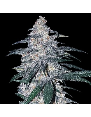 White Dream Cannabis Seeds Feminized