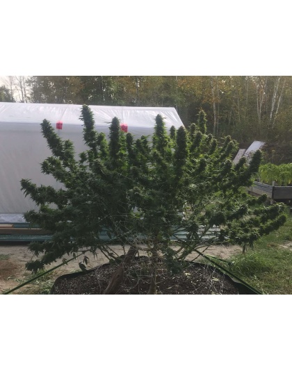 Quebec Blue Cannabis