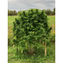 Quebec Blue Cannabis