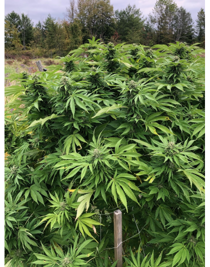 Quebec Blue Cannabis 