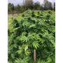 Quebec Blue Cannabis 