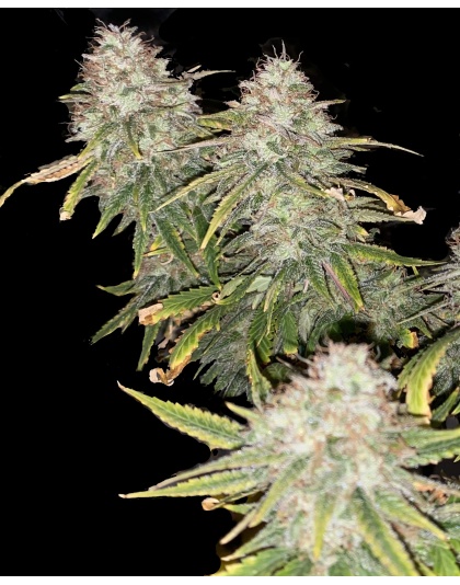 GREEN CRACK Feminized