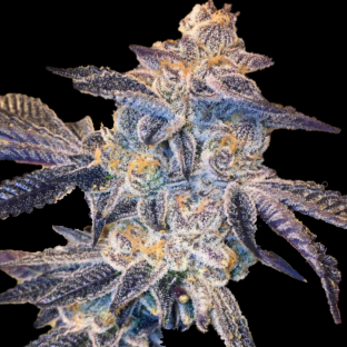 AUTO Girl Scout Cookies Feminized Cannabis Seeds
