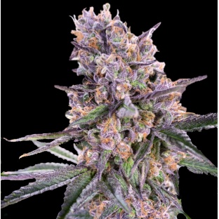 Zkittlez Cannabis