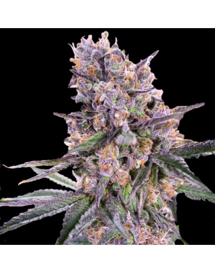 Zkittlez Cannabis
