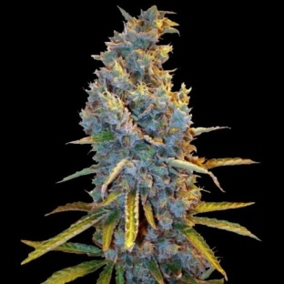 Amnesia Lemon Fast Version Feminized Cannabis Seeds