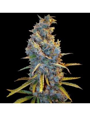 Cream Caramel Fast Version Cannabis Seeds Feminized