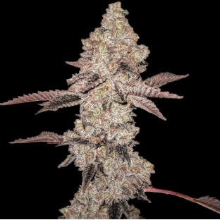 Animal Gelato Cannabis Seeds Feminized
