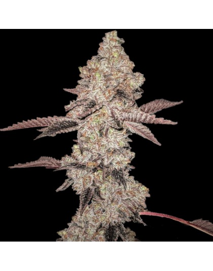 Animal Gelato Cannabis Seeds Feminized