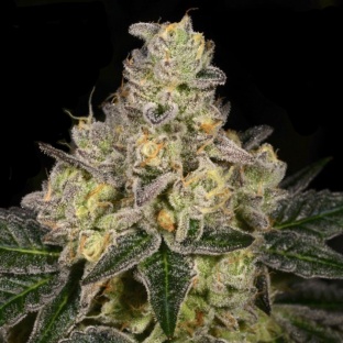 Dosido X Afghani Skunk