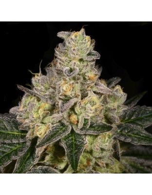 Dosido X Afghani Skunk