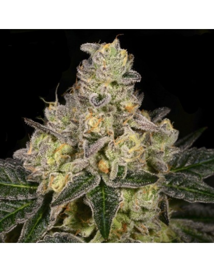 Dosido X Afghani Skunk