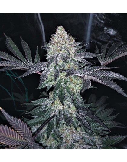 Gorilla Glue x Girl scout cookie plant
