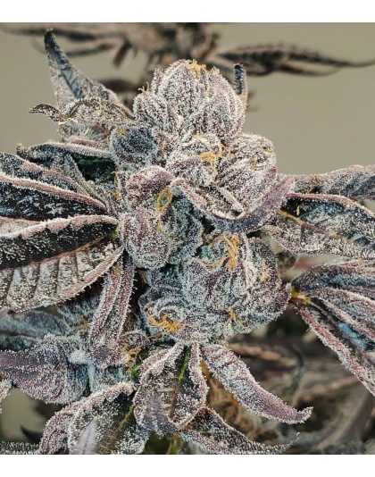 Runtz Feminized Cannabis Seeds	